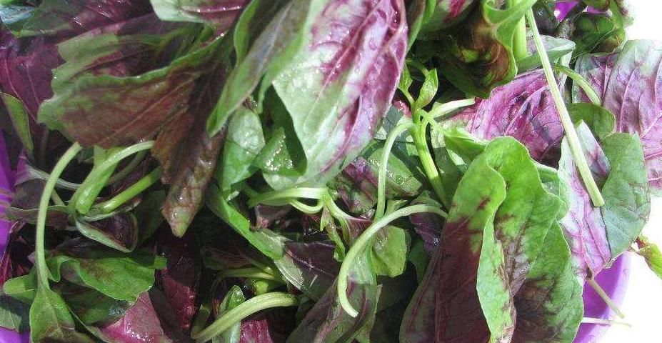 补血菜|多食这种蔬菜可以缓解便秘，增强免疫力，促进体内新陈代谢