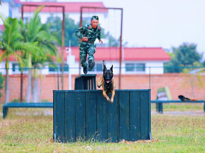  来看|优秀！来看警犬是怎样炼成的