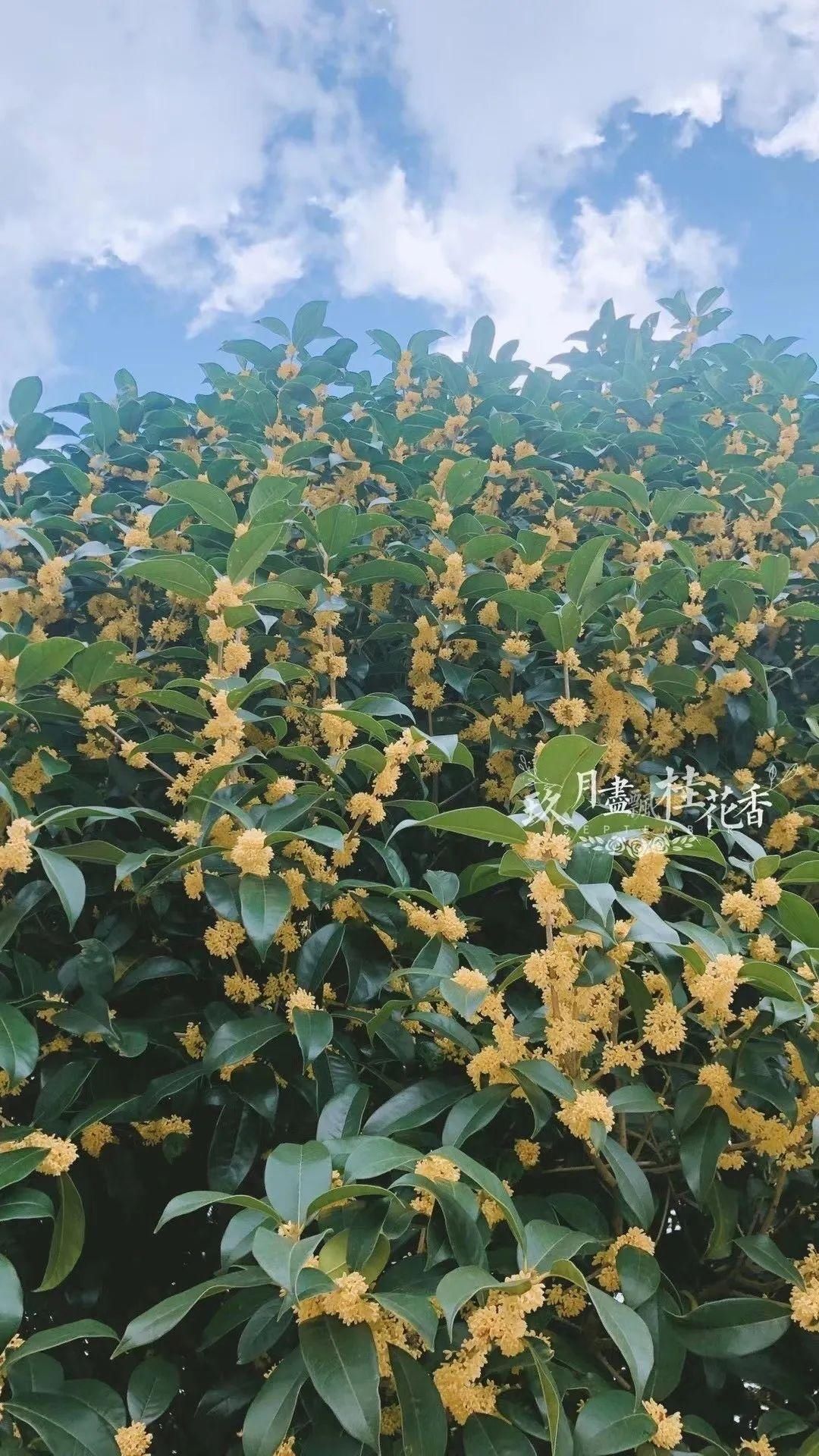 秋季|十月桂花，香飘十里，留住桂花的味道，把这秋季限定款落在胃里