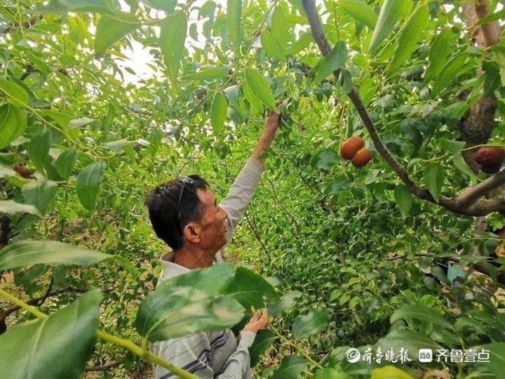 订单|只要一成熟，订单就“砸”过来！寿光“福禄枣”卖得俏