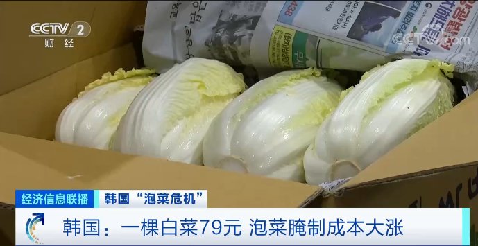 泡菜市场|1棵白菜，79元！韩国人放弃腌泡菜了？进口泡菜九成来自中国→