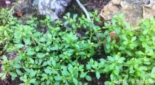 殊不知|1种野草，人称“鹅不食”，农民砍了当柴烧，殊不知，能治咳喘