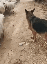 快点|搞笑GIF趣图：你终于来了，等你半天了，快点进来