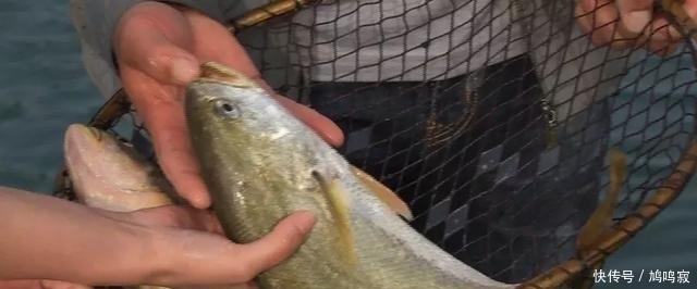 换来|他为让它多活一天,赌上一切付出八年,换来3000万