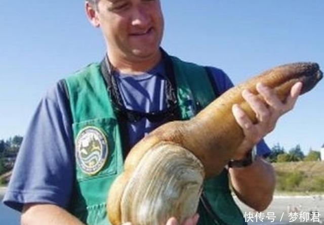 中国|世界最贵的4种海鲜,中国有1种上榜,加州鲍鱼大得让人心生恐惧