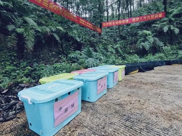  公园|豹猫、红隼、果子狸......在南宁的公园里遇到它们别激动