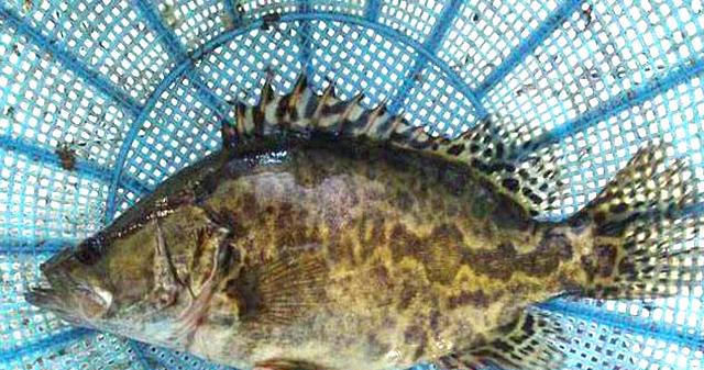  简单|特色家常菜-清蒸桂鱼，肉质鲜嫩有营养，做法简单容易学