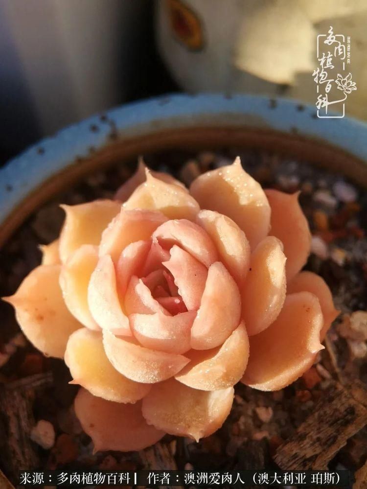 血放|多肉让你把血放，文玩掏空你家当，你要在哪个坑里乘风破浪？