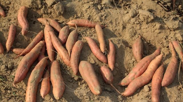  才能|红薯优质高产栽培技术要点，老农来和你们说说，怎么才能增产