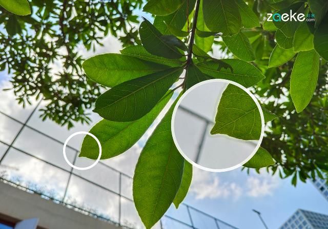  X50|vivo X50 Pro+ 拍照专项评测：强悍如此，堪称炫技