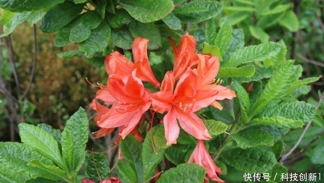 种植|想要种植好杜鹃花,这几步一定要掌握好