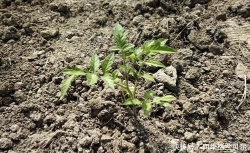 爬高|晋南农村79岁老两口,爬高上低开荒种菜,吃不完送乡亲