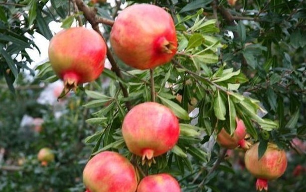 不吐|吃葡萄可以不吐皮，但吃“它”一定要吐很多籽！