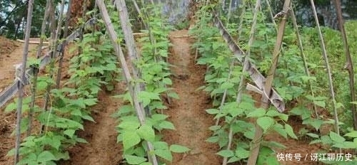  采用育苗|农民种豆角，育苗和直播哪种栽种方式更高产？看看种植专家怎么说