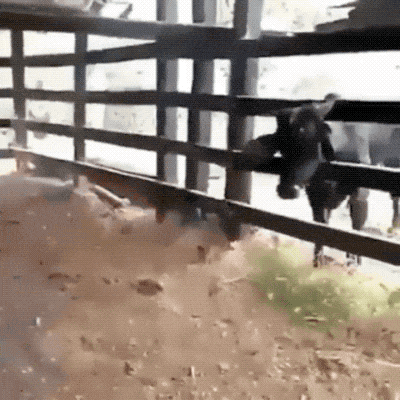 照片|15张隔着屏都感觉疼的照片，斗牛那个人，你以为隔着栅栏就安全么