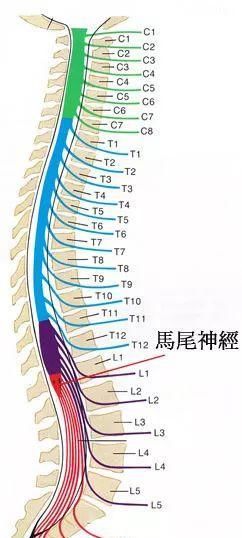  神经|老年人走走停停，走不了远路是为什么？可能是神经通道“堵”了！