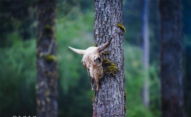 隐秘|彩云之南，梅里北坡，超级隐秘的世界级徒步线路