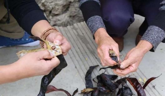  糖水|原产自我国，果实在古代是贡品，儿时用它煮糖水喝，如今100元1斤