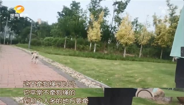 公园|长沙养犬的注意了！延长整治行动两个月，不戴嘴套、遛狗不牵绳…无证养犬直接扣留