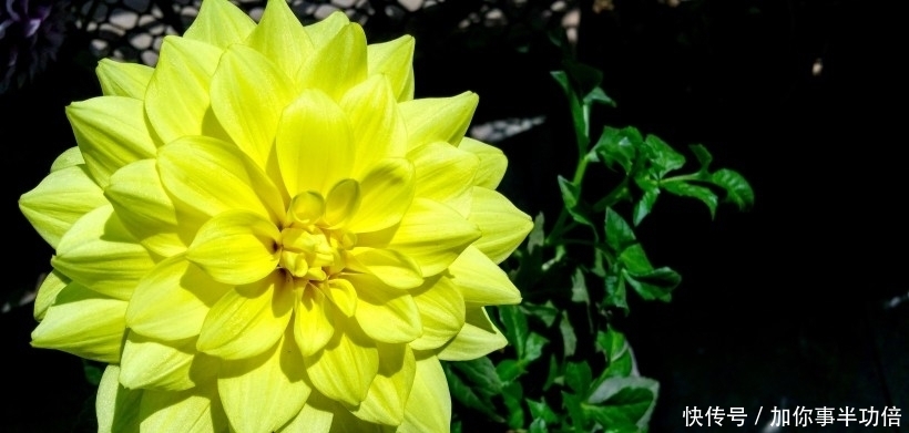 桃花|9月中旬,桃花遍地,姻缘四起,脱单拥抱心上人的四大星座