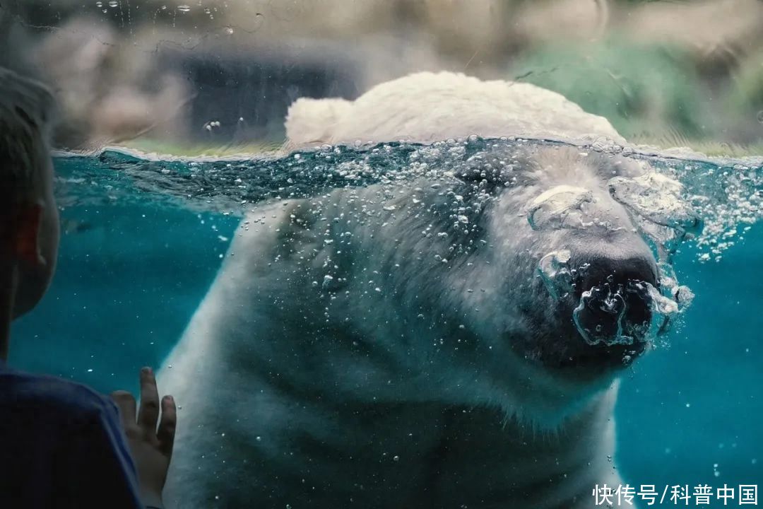 “海豚会微笑”，海洋馆里最大的谎言2023