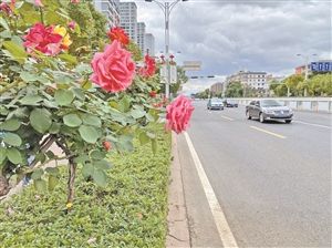 提升范围为|打造特色街区网红大道