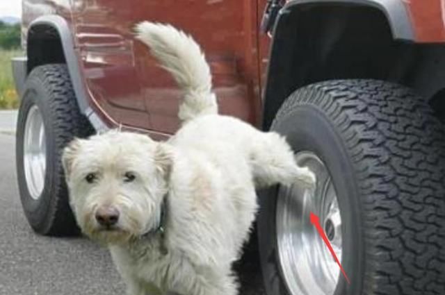  杀手|号称“轮胎杀手”的4种东西，轻则磨损重则爆胎，开车时避开！