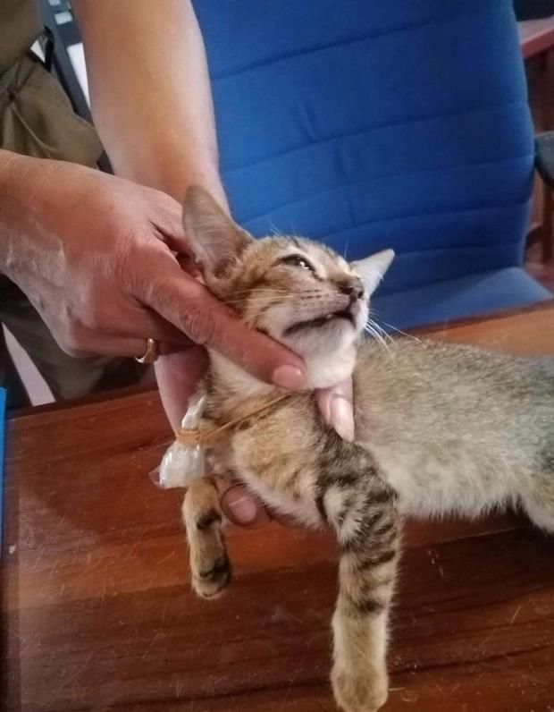 监狱|厉害了!某监狱犯人居然利用猫咪“贩毒”,胆子是真的大