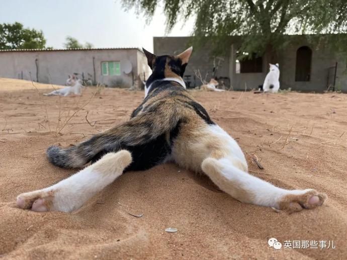  沙漠|霓虹妹子嫁到阿联酋，在5万平米的沙漠＂后院＂里养猫养骆驼?!