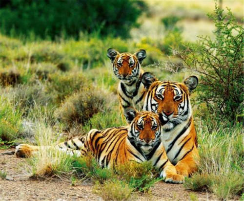  产仔|华南虎拯救计划：5只华南虎送非洲，产仔不到30只，如今何去何从