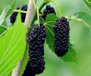 桑葚|桑葚不能乱洗,只需多加这一步,脏东西虫卵自动跑出来