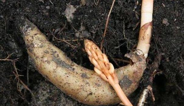  希望|天麻栽培技术，种植技术分享，希望能够帮助你