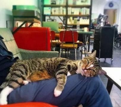 理发店|流浪猫被救后变成理发店店主,店里生意蒸蒸日上,这怕是招财猫吧