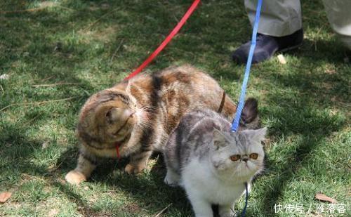  拉绳|猫能用拉绳吗？你知道如何正确溜猫吗？