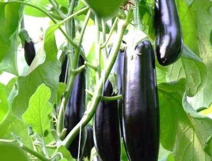  茄子|蒸茄子时，不要直接上锅蒸，学会这一招，蒸出来的茄子好看又好吃