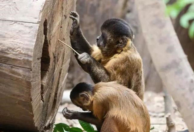  考古学家|巴西猴子已学会使用石器，考古学家认为已进入“石器时代”