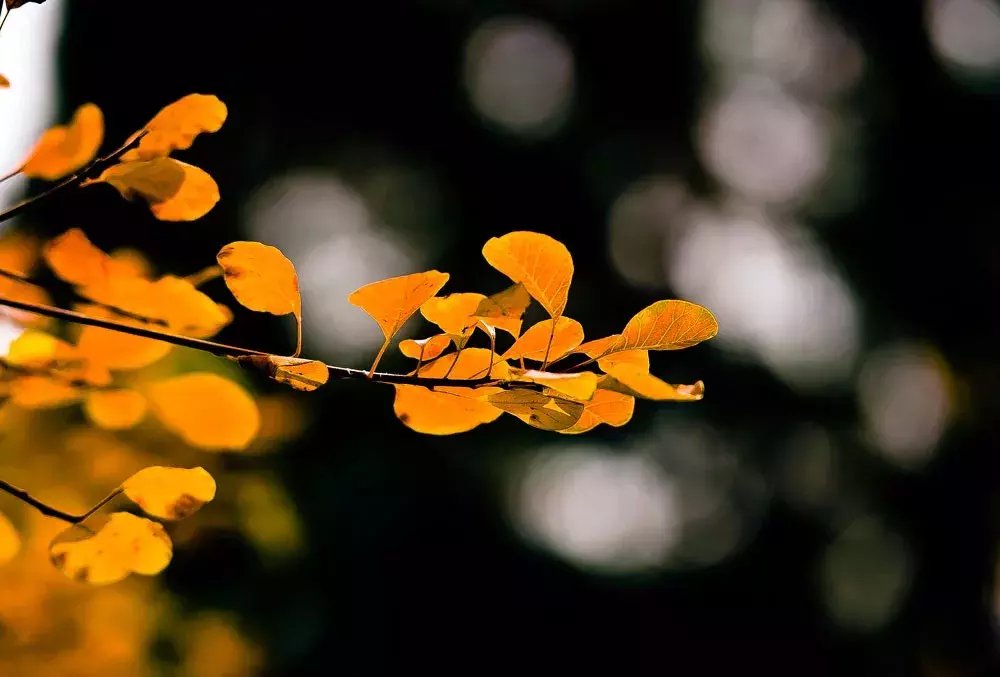 深处|秋深处,品味岁月的馨香