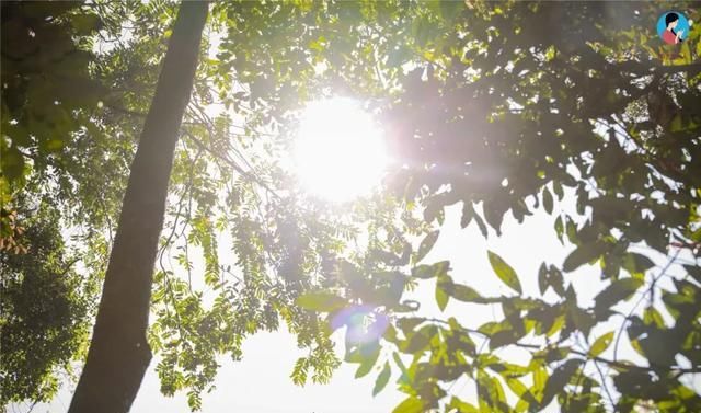 独特|快看！前方发现一座宝藏山头，神似“班章”，却有自己的独特之处