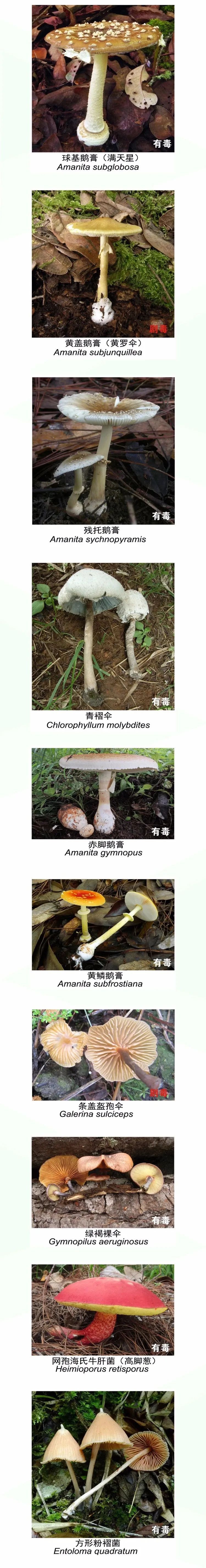  野生|吃货小心！野生菌可不要乱吃哦！