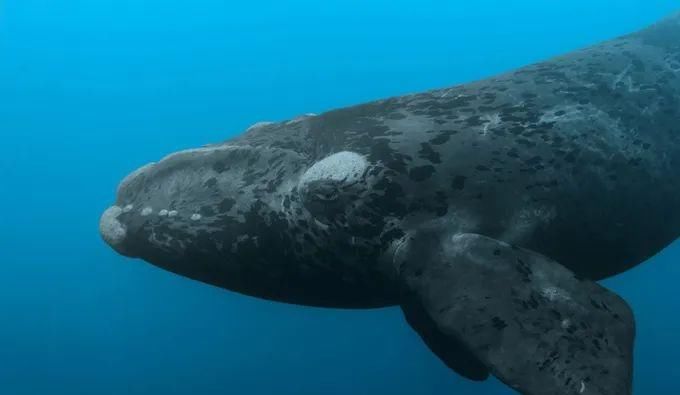 鲸大胖北大西洋露脊鲸,每天要吃2.5吨