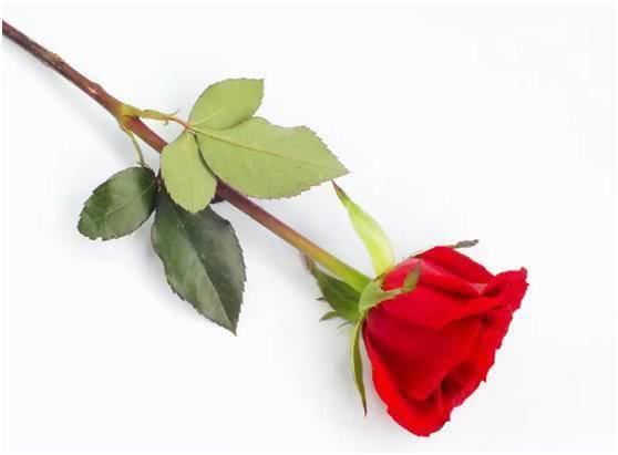  灵签|灵签占卜：哪一朵玫瑰绽放得最长久？测他今生是不是对你死心塌地