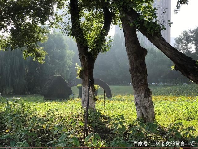 葵花|沈阳花讯通知：朵朵葵花向阳开