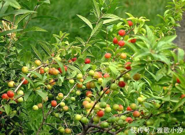 小时候|秋天,漫山遍野都是小时候吃过的“野味”,你还认得几种?