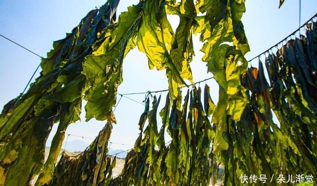 海带|秋天最该吃的六种蔬菜,样样补水润燥,个个平价,家家吃得起