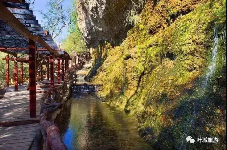  核桃|胡杨林黄了，乘“宝山号”包机去看新疆美景