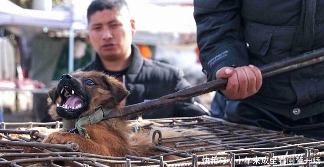 细说|狗贩子为何喜欢高价收购十年以上的老狗?细说你不知道的三点秘密