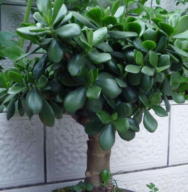 家里|这两种植物养得好，稍微注意就能养出老桩来价值高气势好