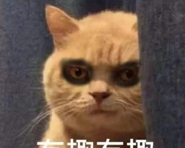 听说|听说跟猫同眠会睡得更香？网友：让你见识一下，什么是半夜蹦床迪