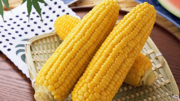  种植玉米|玉米产量总是上不去，或许是播种时没有做好，农户要学会科学管理