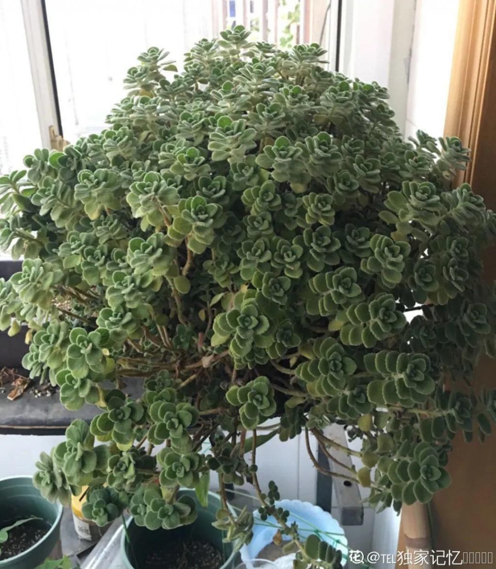 养成|最大的长寿老桩，7年时间，养成盆景！